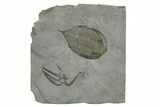 Silurian Fossil Trilobite and Brittle Star Plate - New York #295531-1